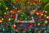 Olbrich Botanical Gardens Tulips - Madison, Wisconsin