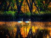 Trumpeter Swans - Canoeing The National Scenic Saint Croix Riverway, Wisconsin