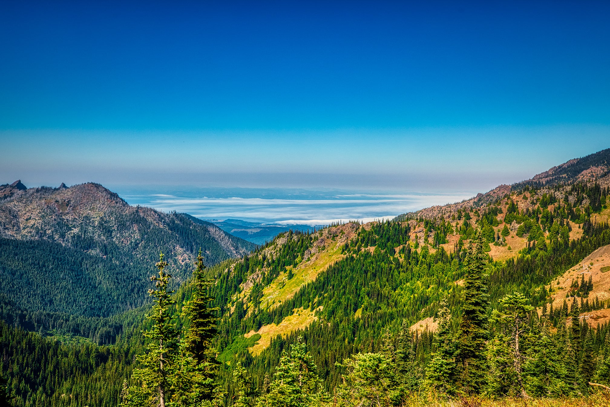 Hurricane Ridge Overlook Olympic National Park, Washington
