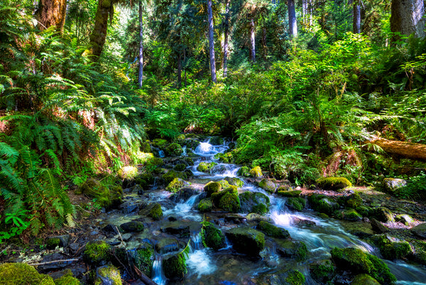 その他 Living Landscapes: Olympic Rainforest [Blu-ray] Amazon.com: Living Landscapes: Earthscapes - Olympic
