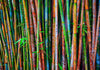 Chinese Gardens Bamboo with Graffiti Photograph Bob Hundt Photography 