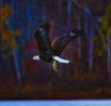 Eagle's Dinner - Iron River Wisconsin Photograph Bob Hundt Photography 