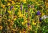 Fall Wildflowers Baraboo 2021 Photograph Bob Hundt Photography 