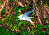 Flying Egret St. Johns River Florida Photograph Bob Hundt Photography 