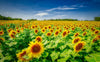 Sunflowers of Kansas 4 Photograph Bob Hundt Photography 