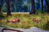 Yosemite Deer with twin Doe's Photograph Bob Hundt Photography 