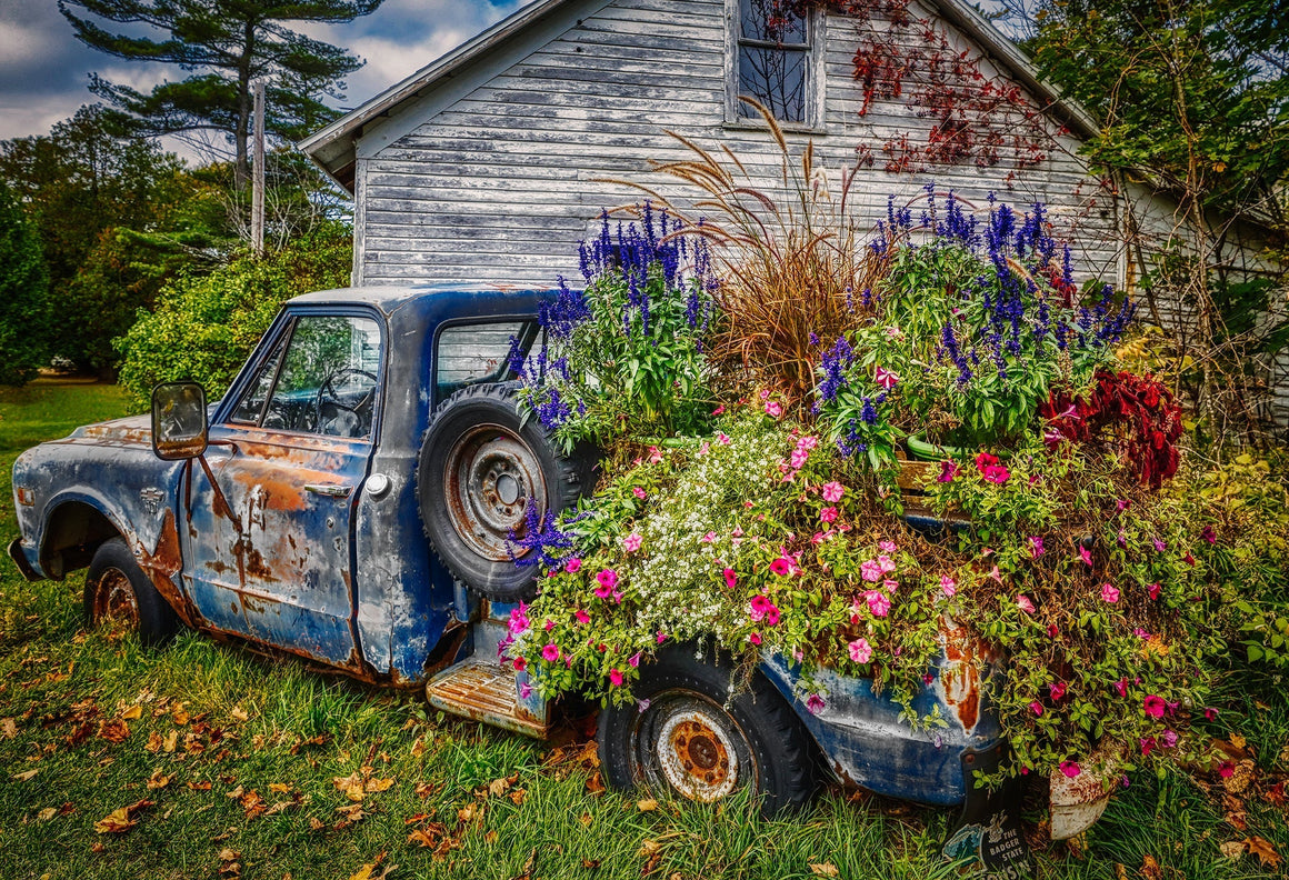 Old Truck Blooming with Flowers. Door County Wisconsin