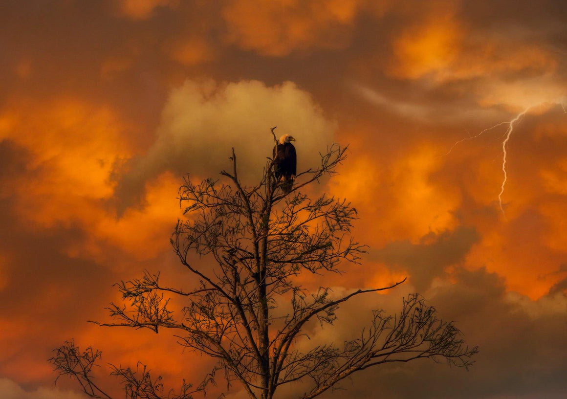 Florida's Nature and Wildlife 