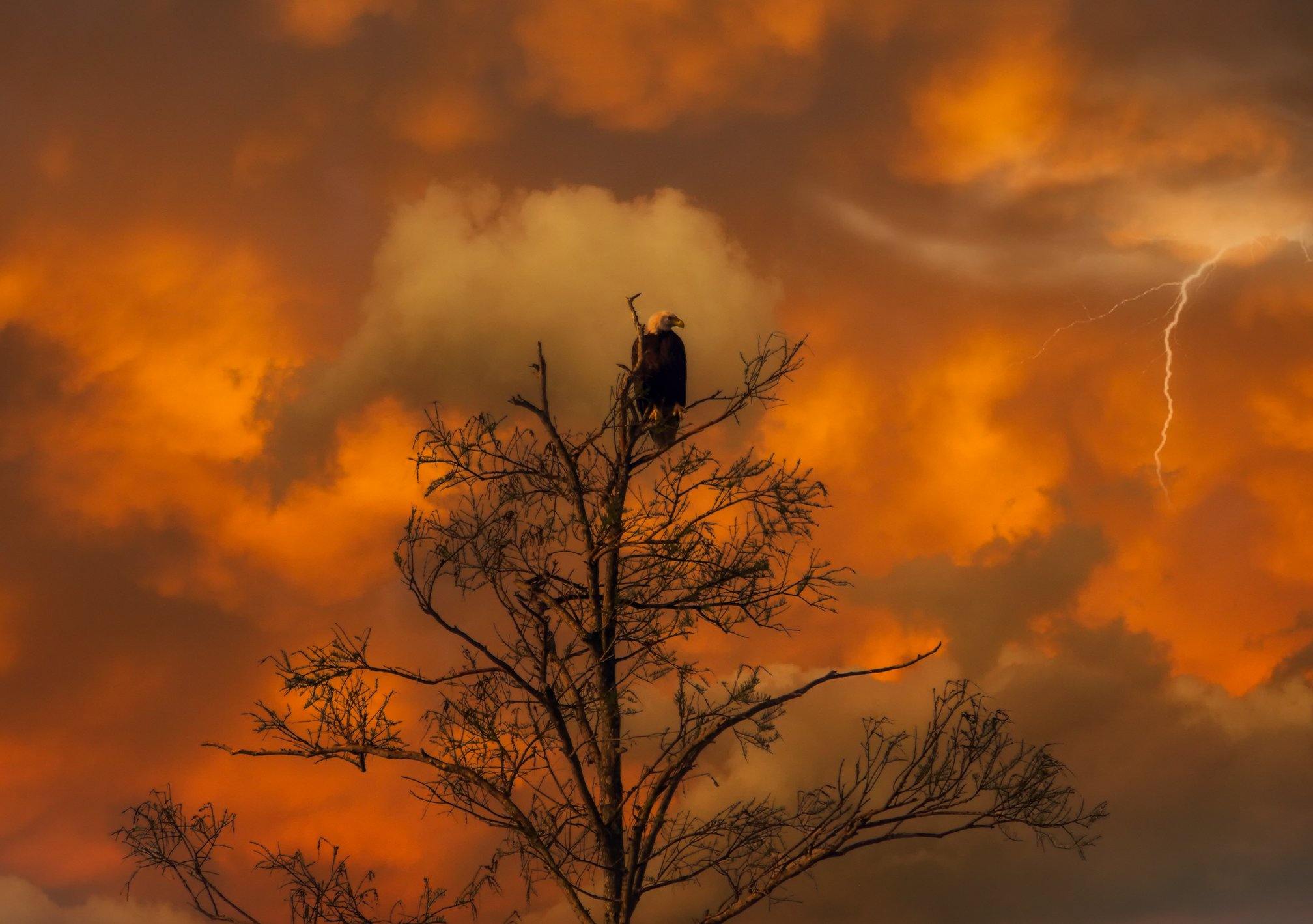 Florida's Nature and Wildlife 