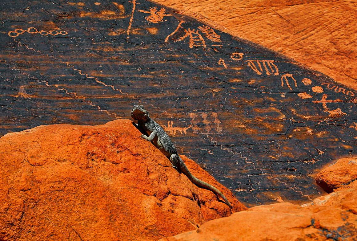 Lizard & petroglyphs. Valley of Fire State Park, Nevada