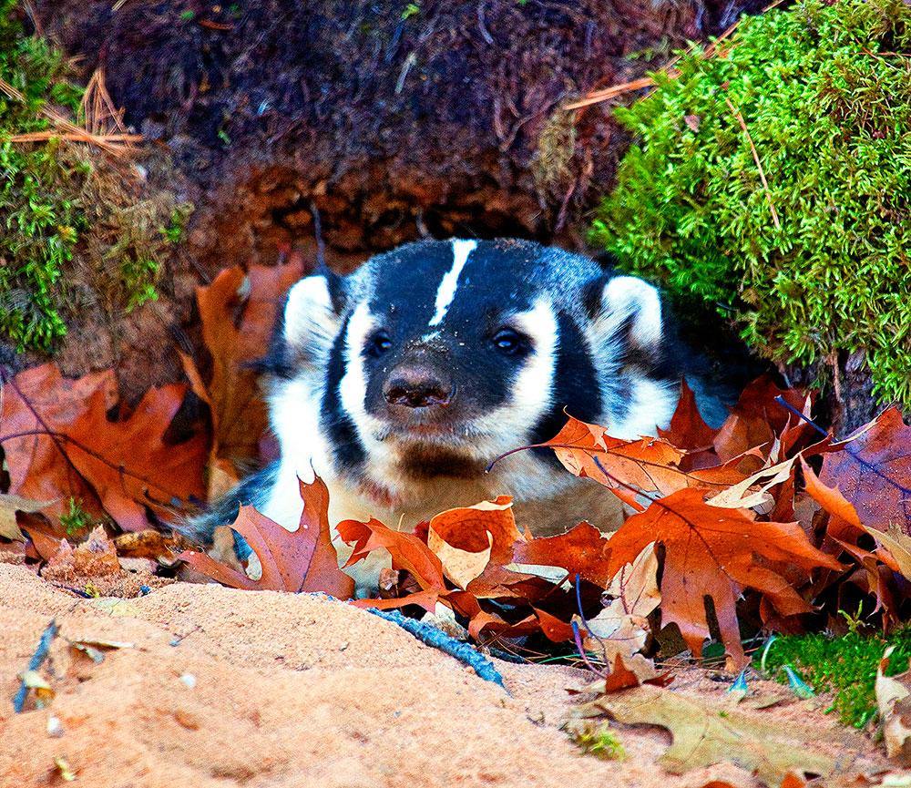 Wisconsin Badger in the Wild