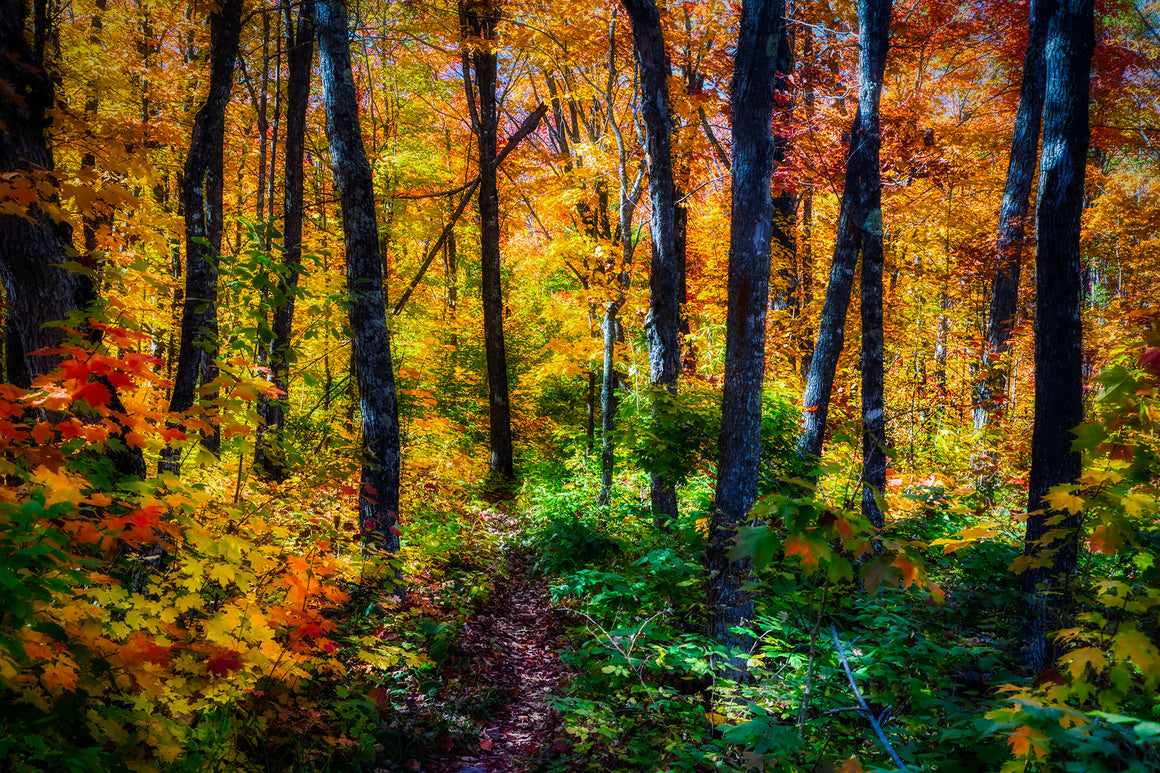 Backpacking, Hiking and Canoeing Adventures