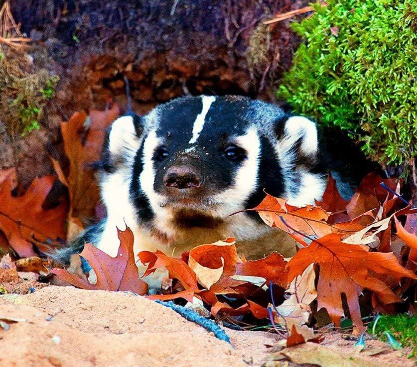 Wisconsin Badger - Bayfield Wisconsin Photograph Bob Hundt Photography 