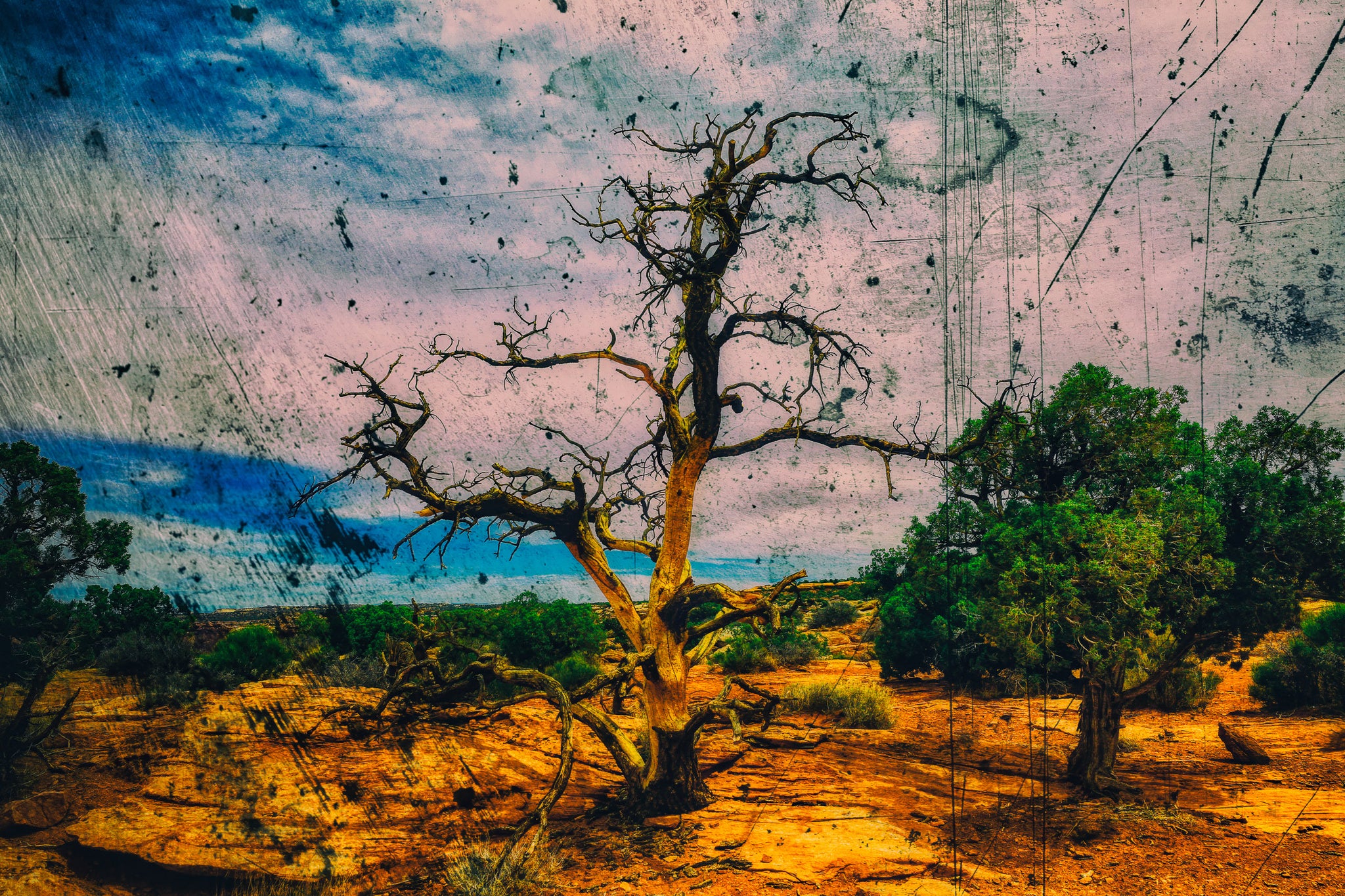 Atmospheric Desert Sentinel — Canyonlands National Park Abstract Tree