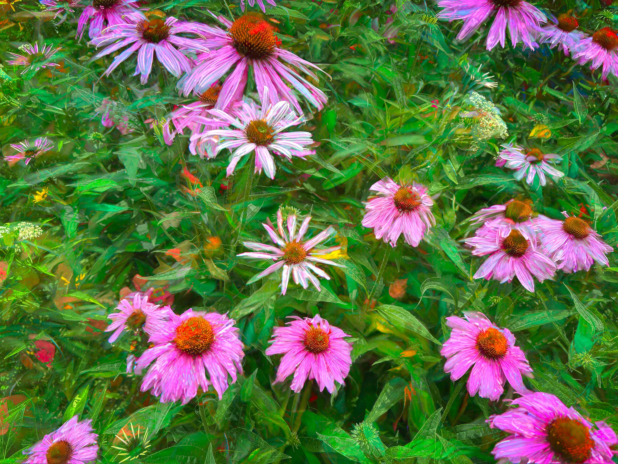 Backyard Pollinators | Pink Coneflower Garden Fine Art