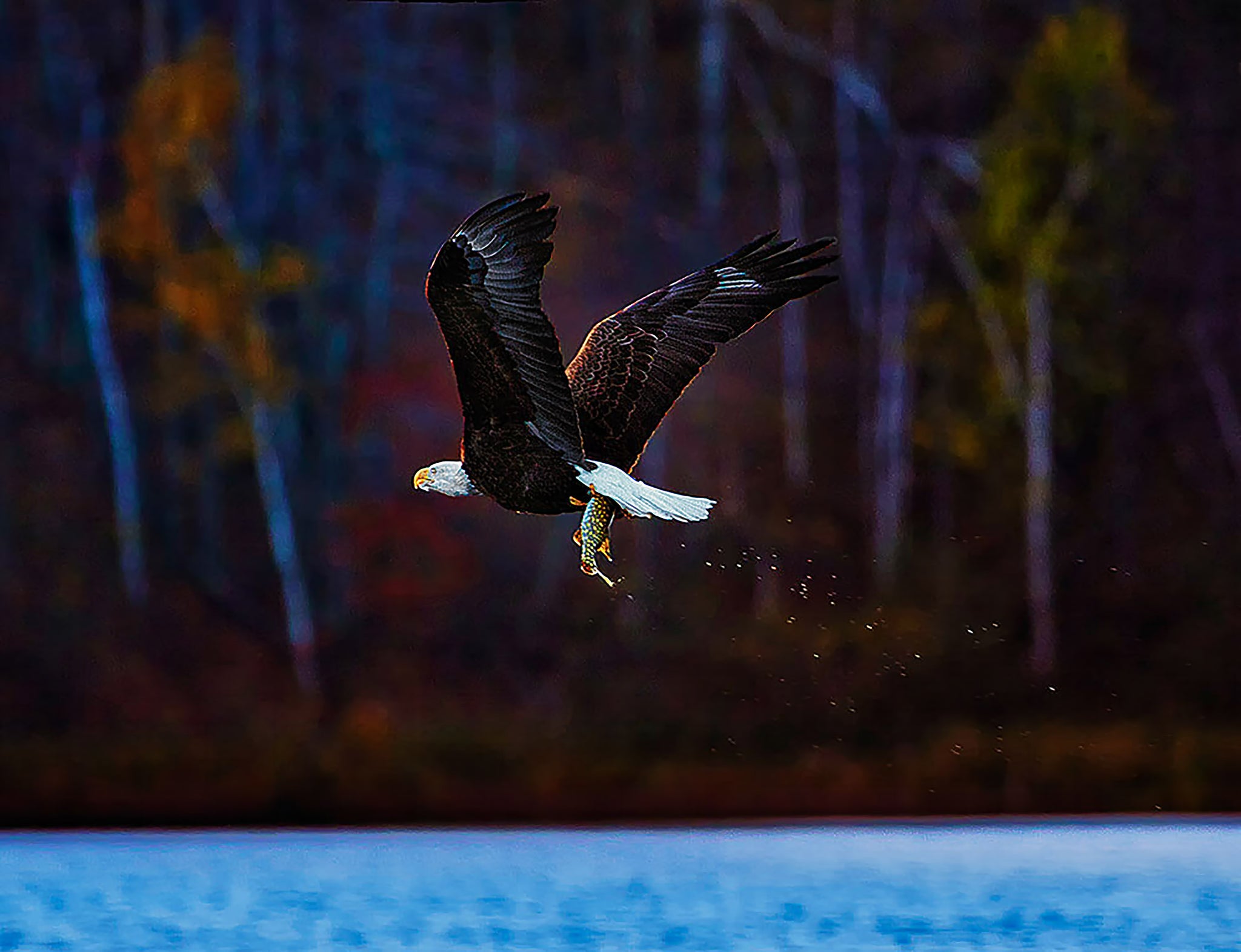 Bald Eagle with Northern Pike | Wisconsin Wildlife
