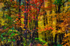 Red Maples and Brightly Colored Fall Foliage