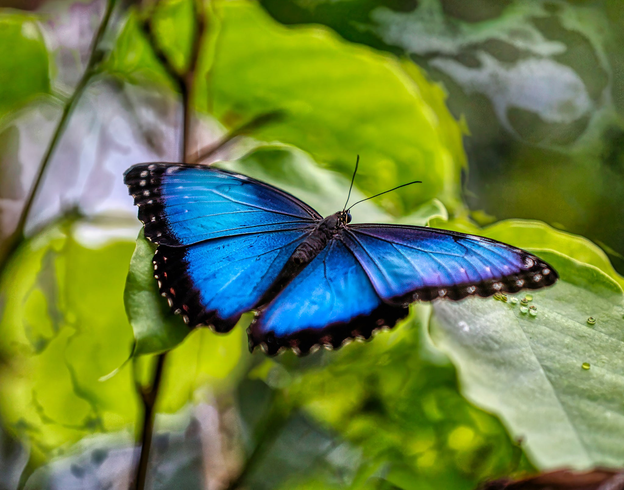 Blue Morpho in the Rainforest | Costa Rica Butterfly Fine Art