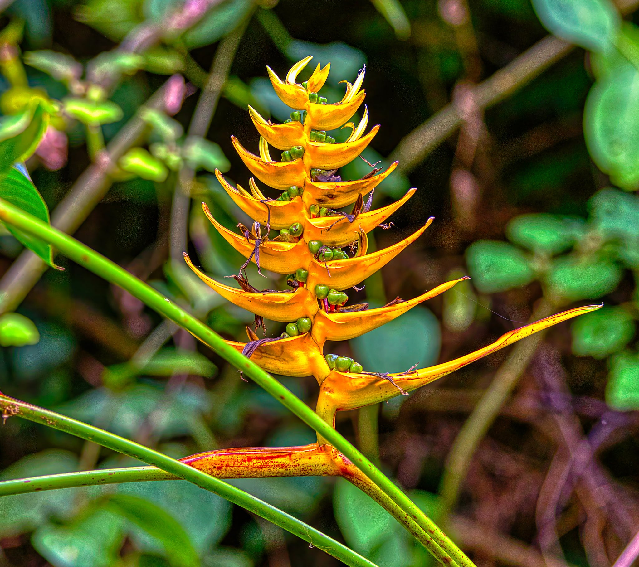 Golden Heliconia in Bloom — Costa Rica Tropical Flower Wall Art