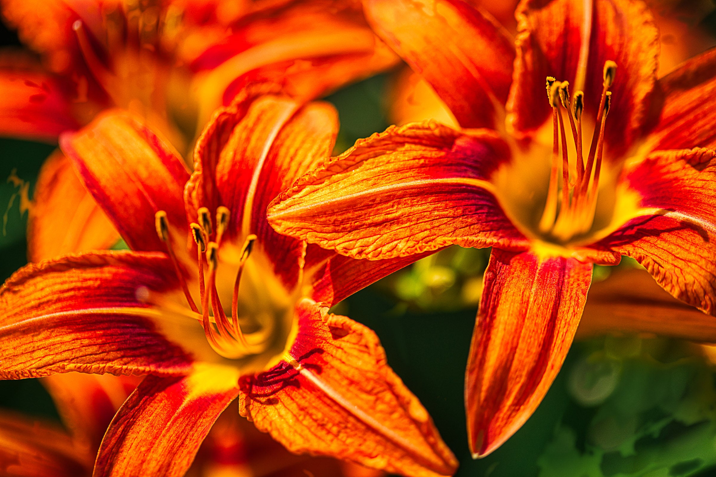 Cosmic Daylilies – Neon Floral Pop Art Print – Bob Hundt Photography