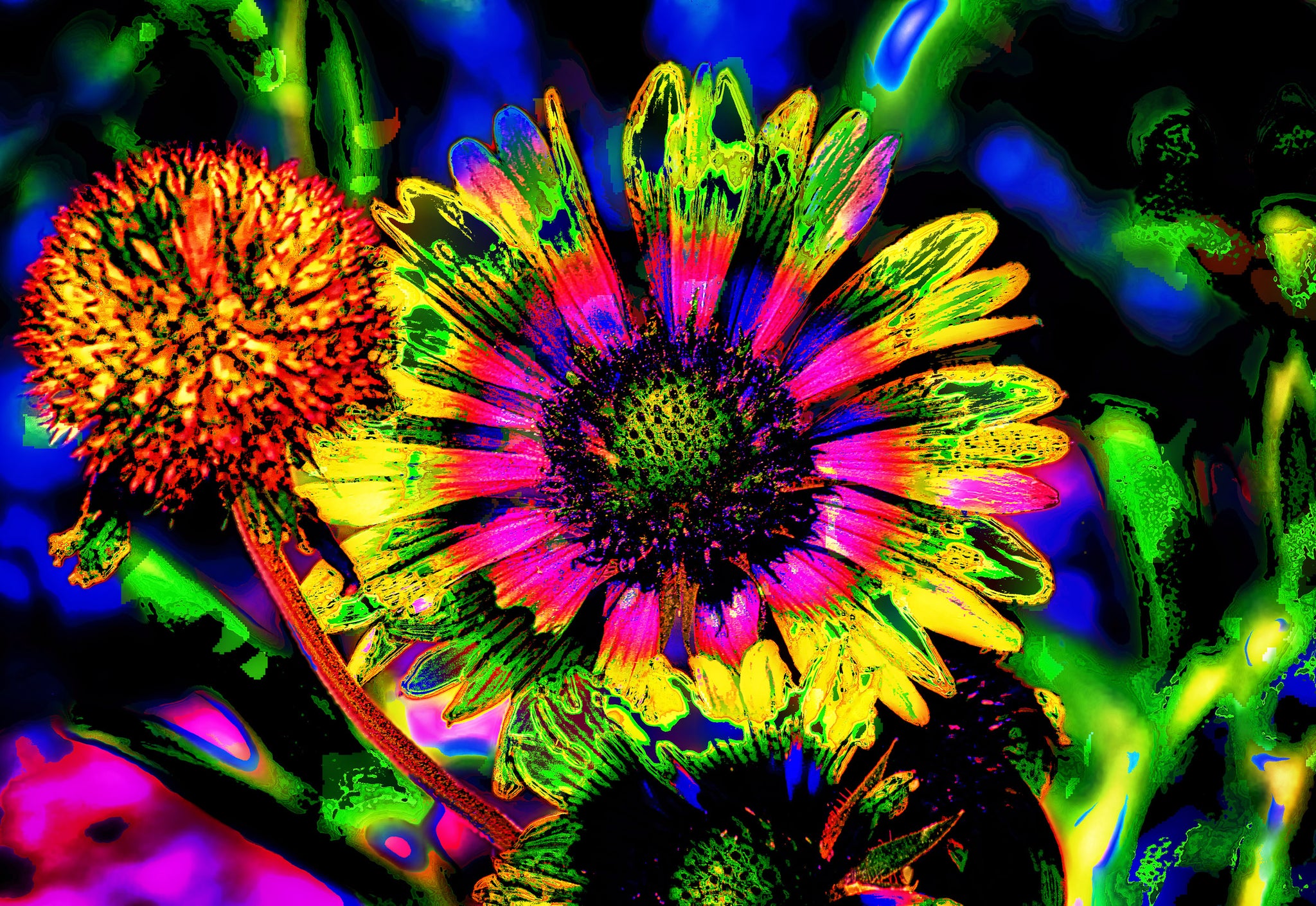 Fluorescent Wildflower Burst – Pop Art Botanical Photography