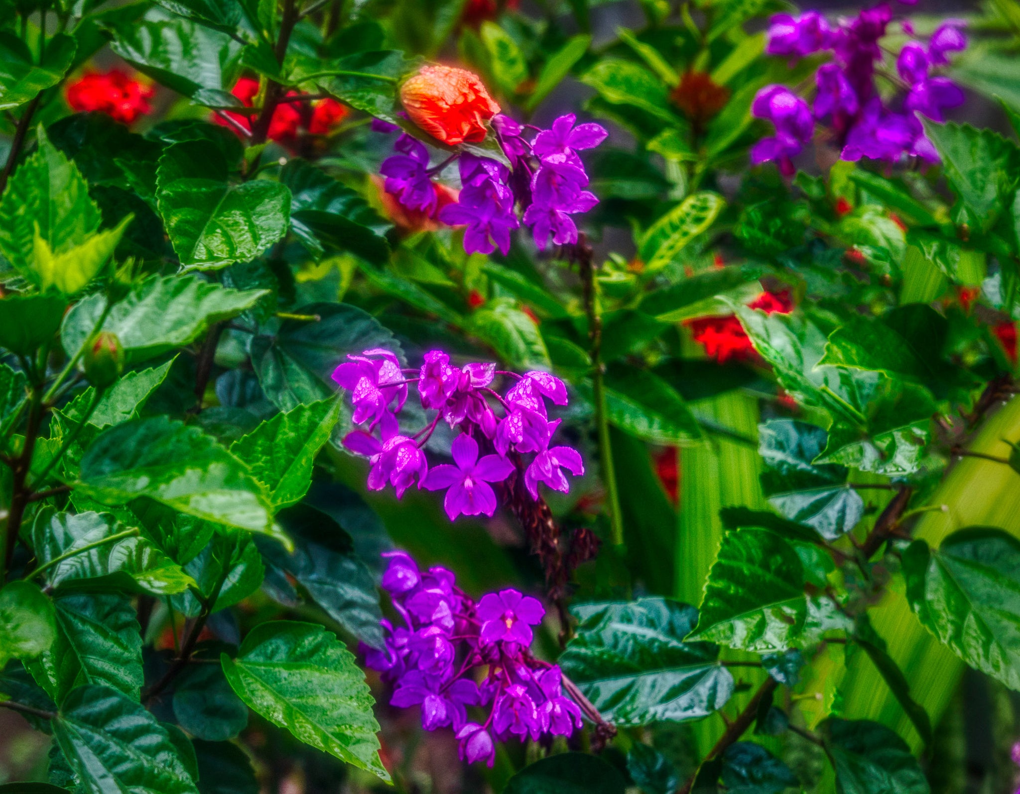 Violet Garden Reverie — Costa Rica Painterly Floral