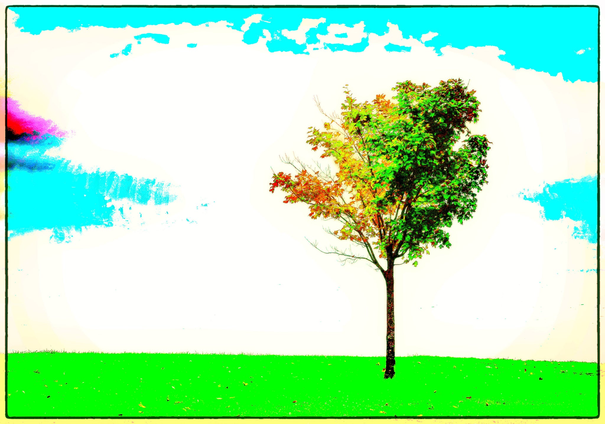 Fluorescent Tree Study — Lake Michigan, Wisconsin