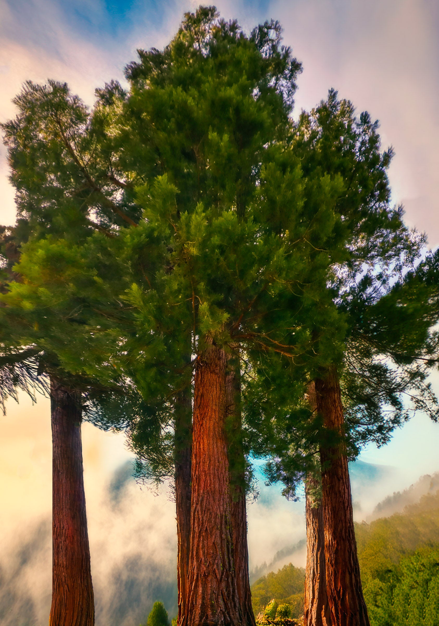 Cathedral of the Giants — Giant Sequoia Forest Wall Art