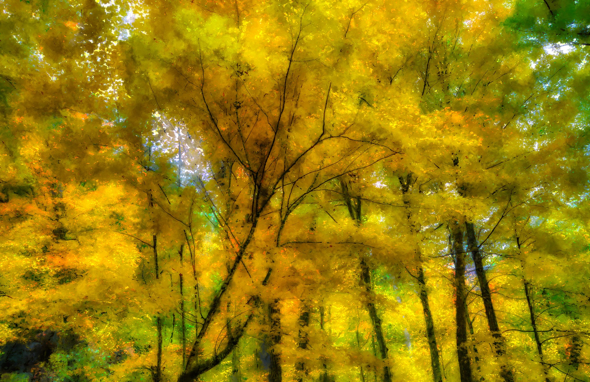 Golden Canopy Glow — Painterly Autumn Forest Wall Art