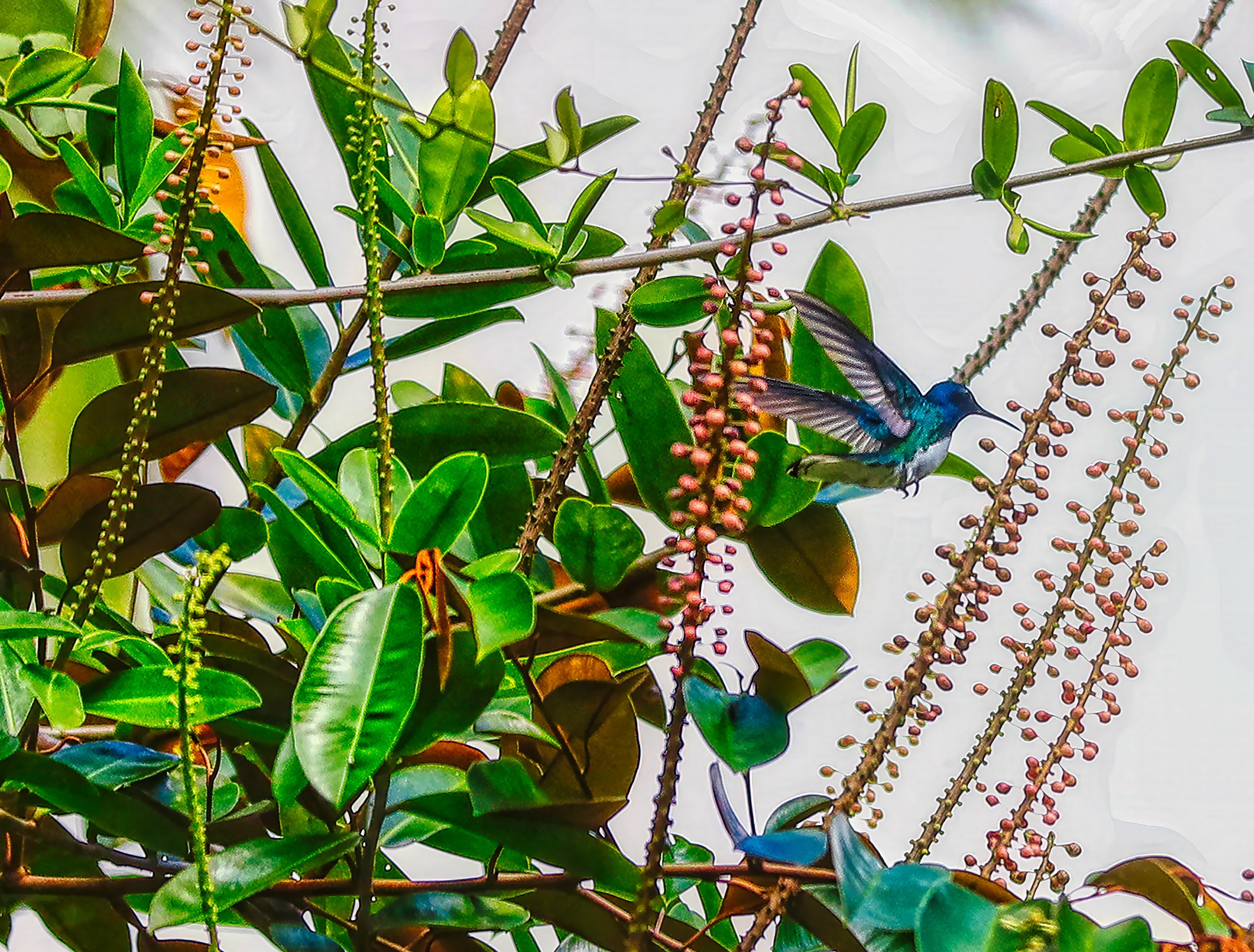 Sapphire Flash: Hummingbird in the Canopy (Costa Rica) – Bob Hundt ...