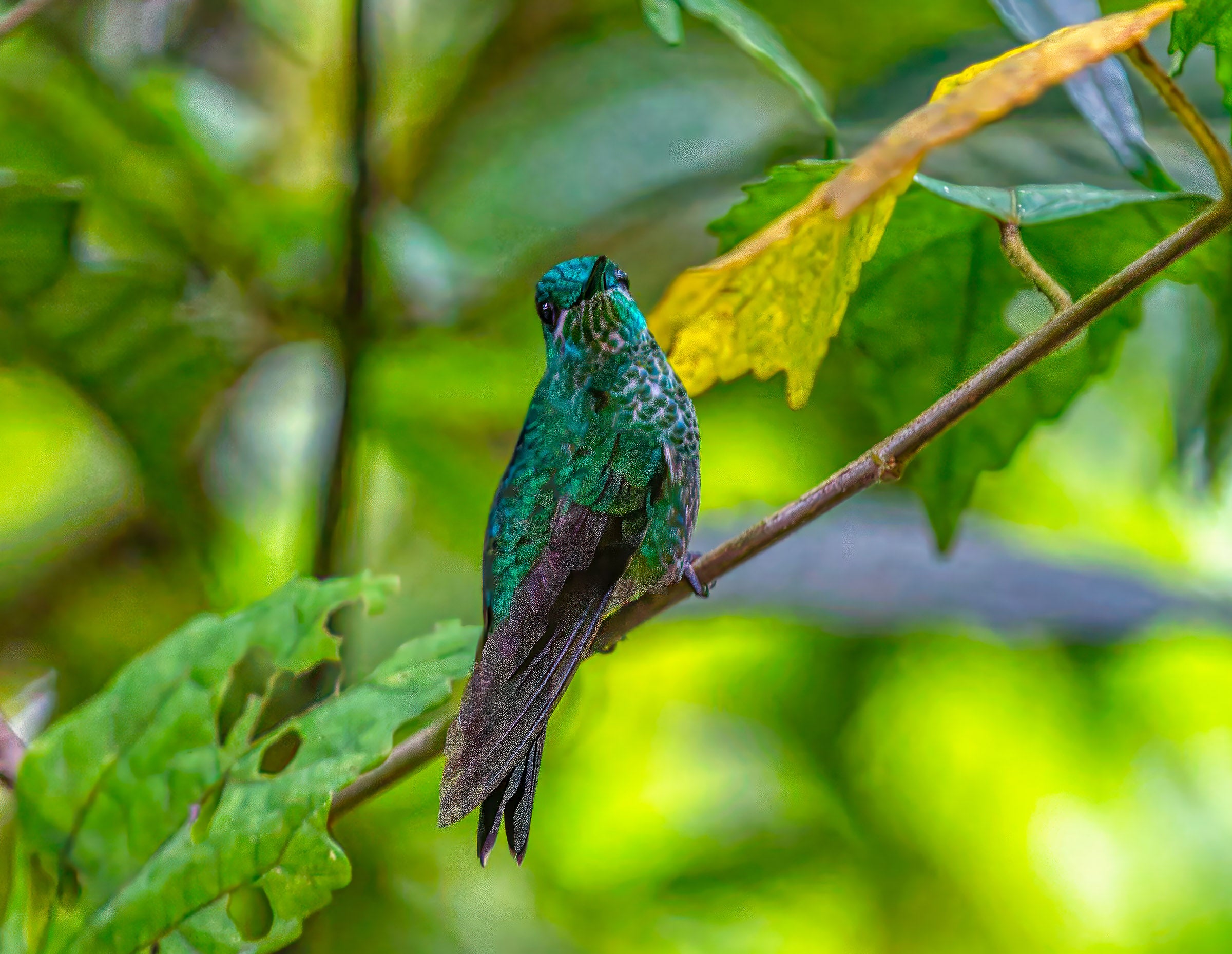 Perched Hummingbird in the Rainforest (Costa Rica) – Bob Hundt