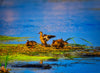 Ken Euers Nature Area with Ducks - Green Bay, Wisconsin