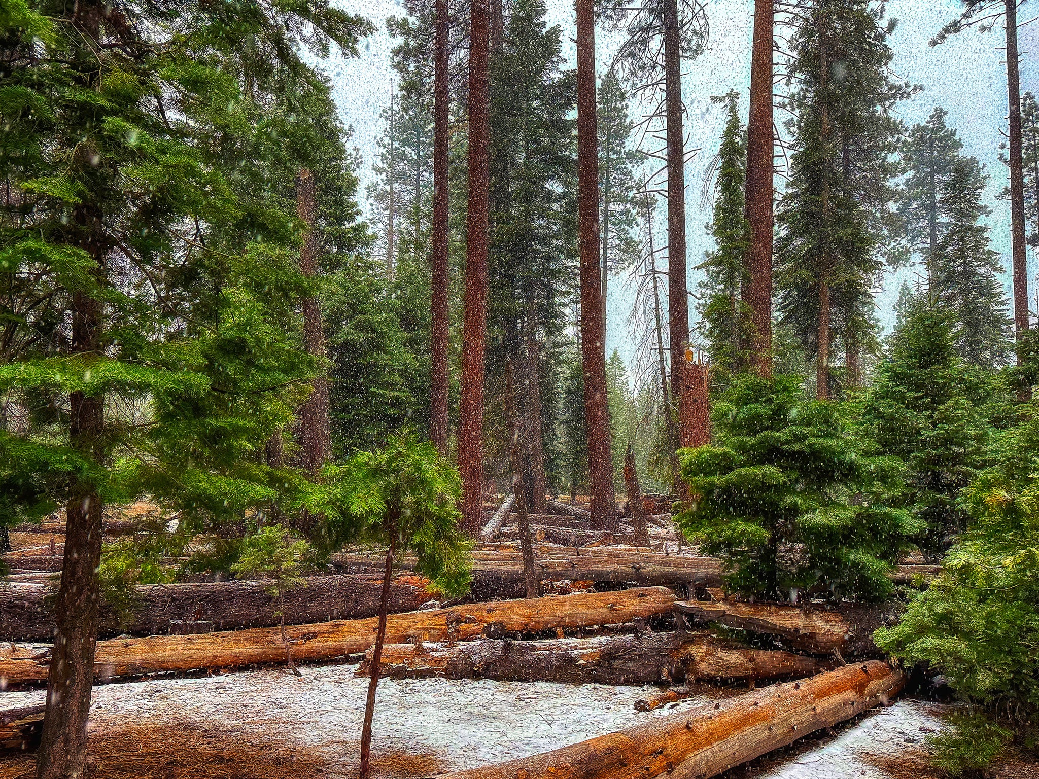Yosemite Snowfall Stillness – Sierra Forest Winter Wall Art