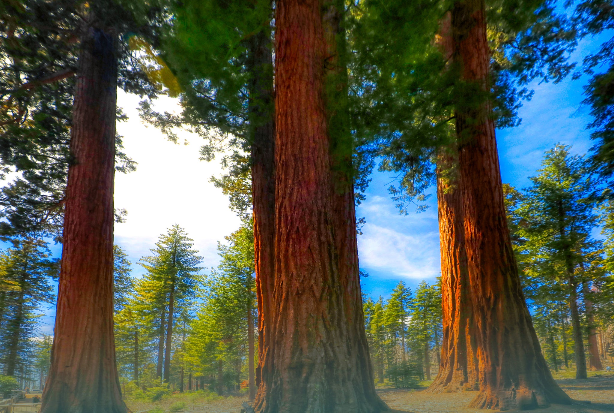 Cathedral Giants — Mariposa Grove Sequoias