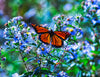 Monarch Butterfly and Purple Flowers- Dane County, Wisconsin