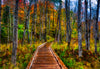 Boardwalk with spectacular fall foliage - Morgan Falls, Wisconsin