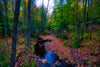 A tranquil Forest of Fall Foliage and Fallen Leaves