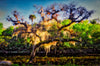 Mossy Tree - Myakka River State Park, Florida