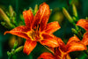 Orange Daylilies with Raindrops and Vibrant Green Background