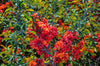 Red & Orange Springtime Flowers with Lush Foliage