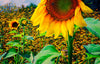 Pope Farm Conservatory Sunflowers, Wildflowers & Bees - Middleton Wisconsin