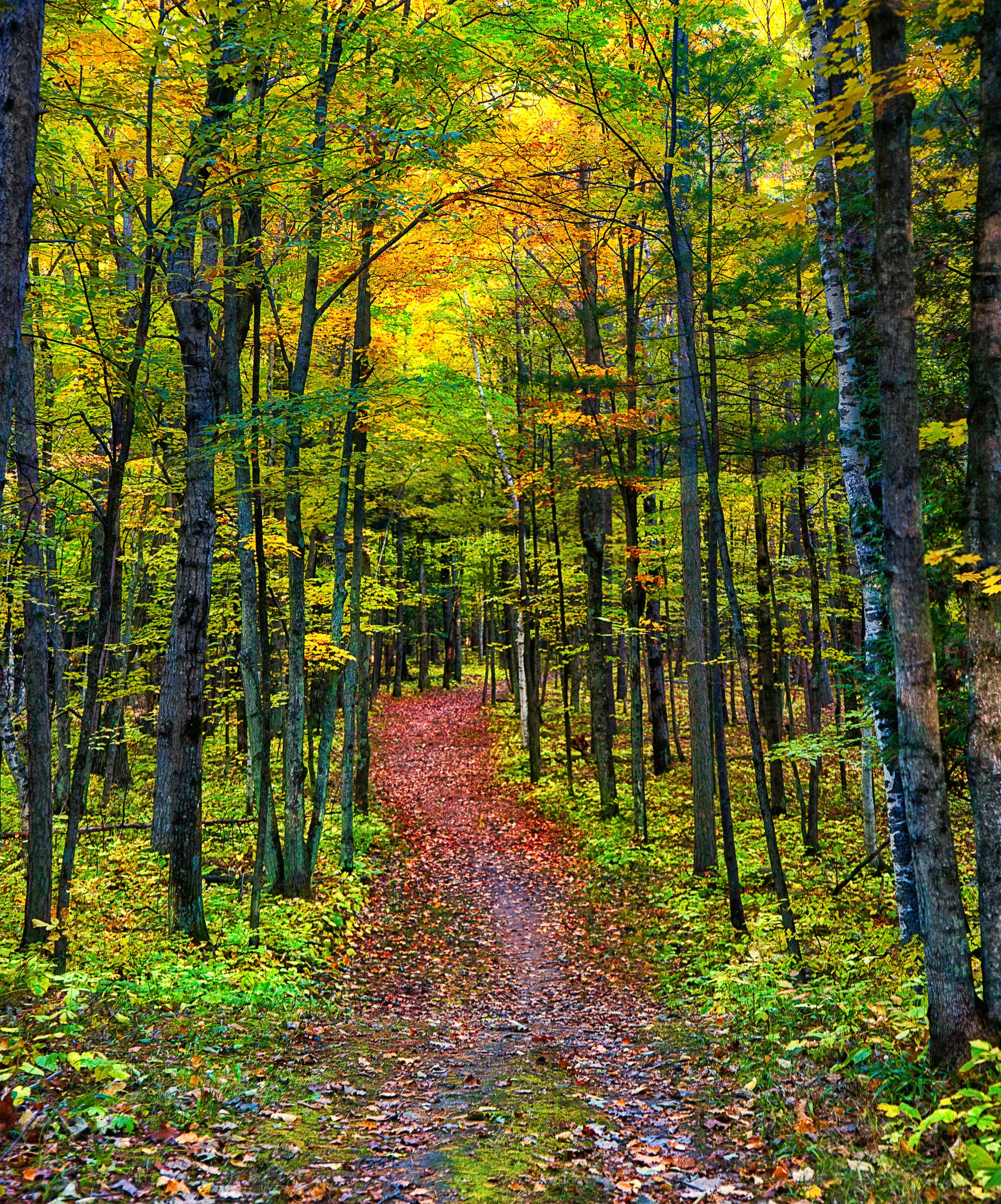 Autumn Pathway: Potawatomi State Park Trail in Painterly Color