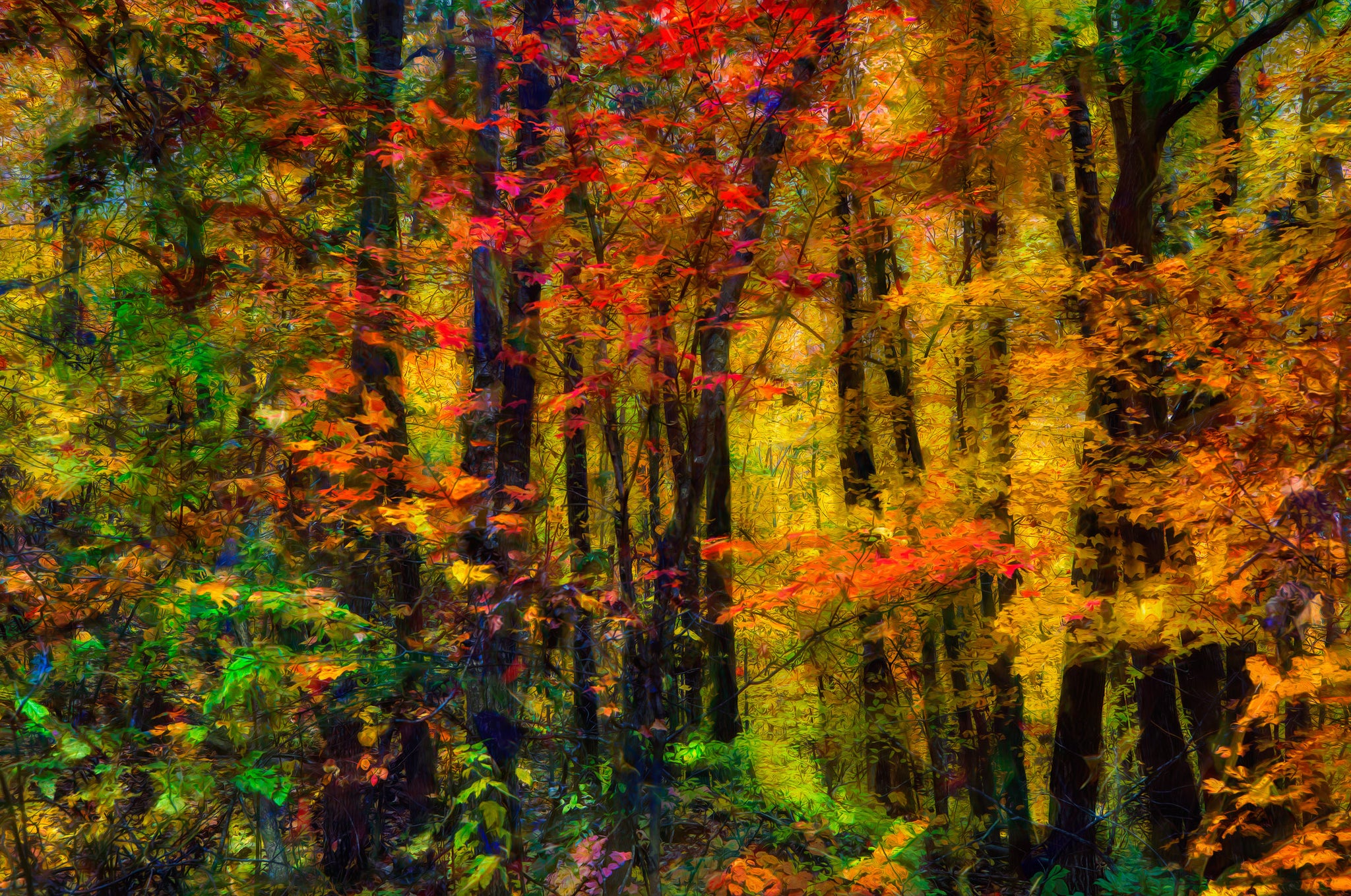 Autumn Radiance in the Red Maples