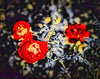 Red Roses in The Abstract