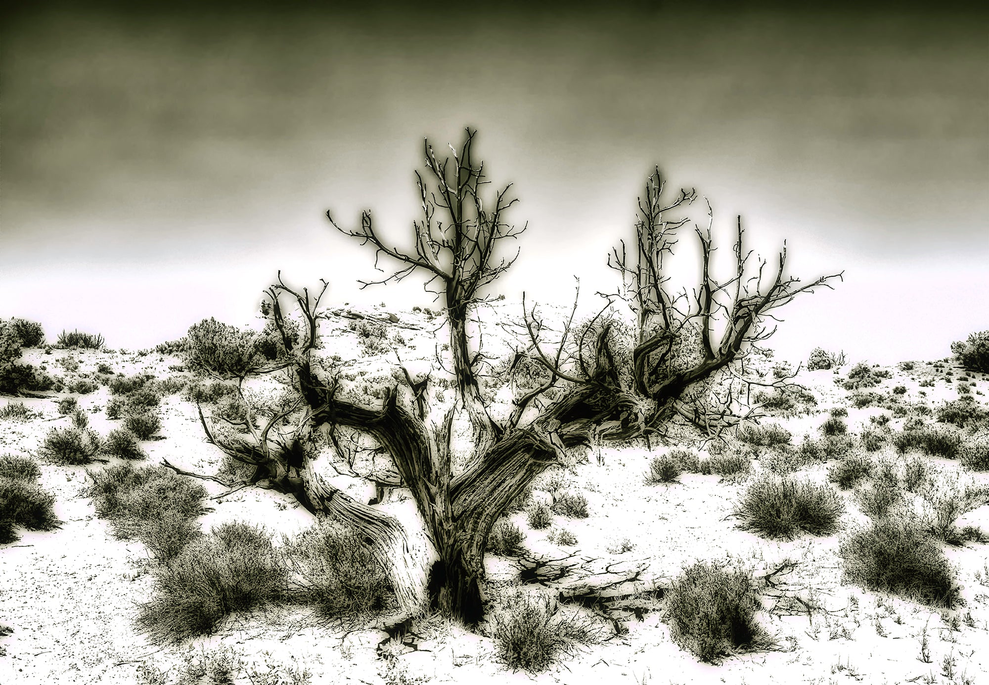 Sepia Tone Tree - Grand Staircase-Escalante National Monument, Utah