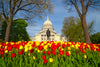 The Wisconsin State Capitol with Springtime Red and Yellow Tulips - Madison, Wisconsin