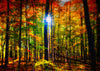 The sun shining through the dense forest in Autumn - Potawatomi State Park Wisconsin