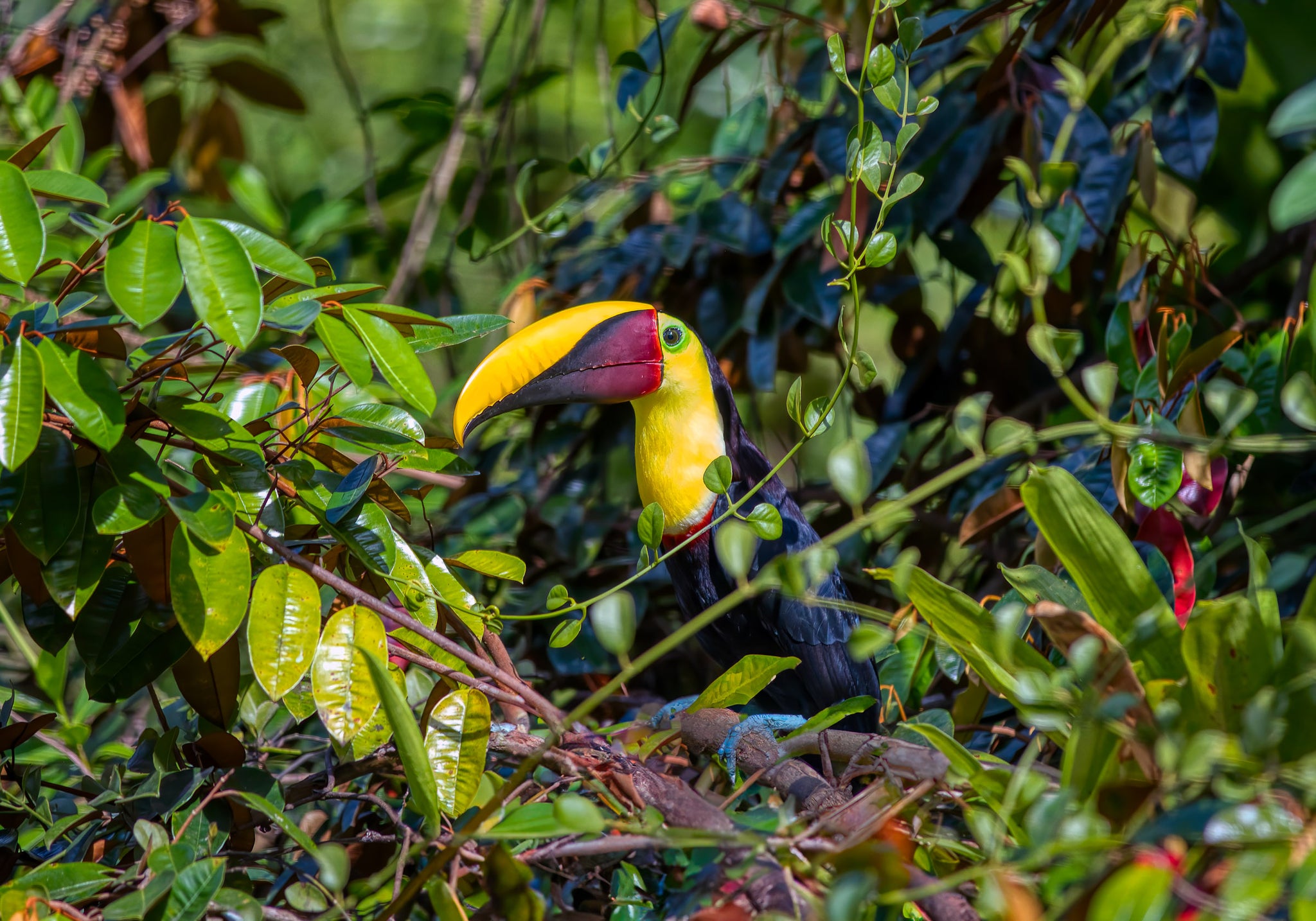 Rainforest Hideaway – Costa Rica Toucan in the Canopy