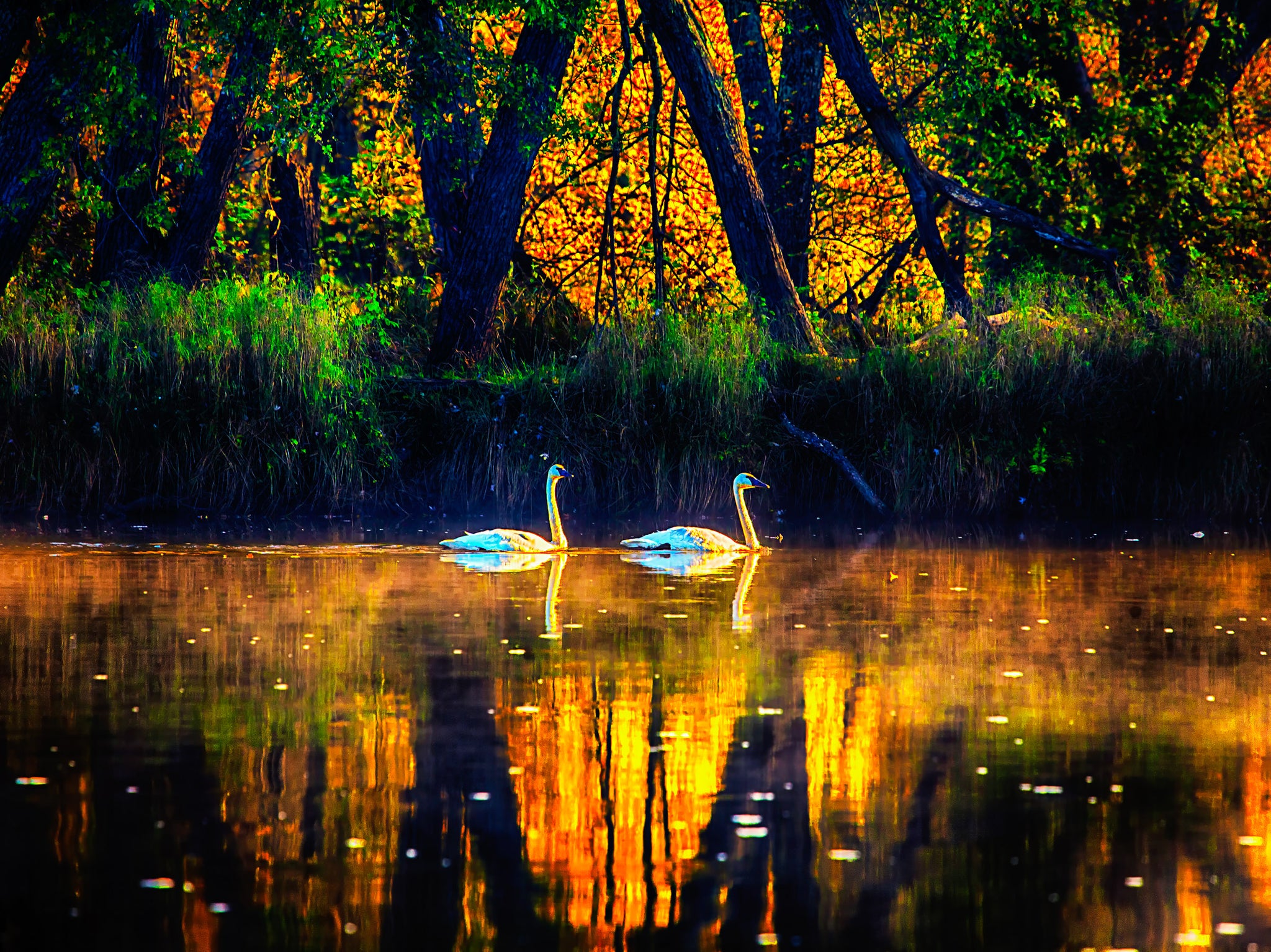 Golden Drift – Trumpeter Swans on the St. Croix River