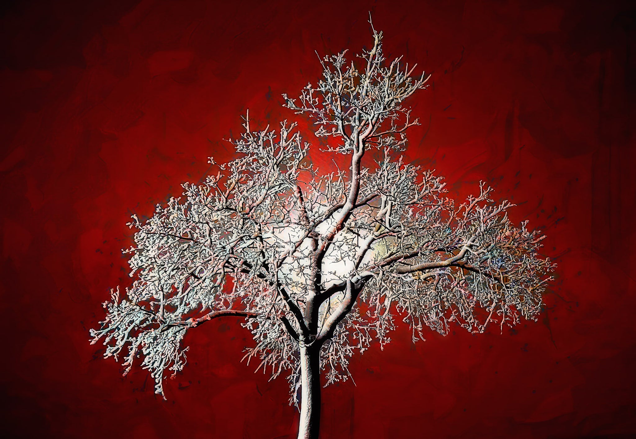 Winter Brilliance — Snow-Kissed Tree on Crimson Sky